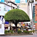 嘉義市中央路路樹