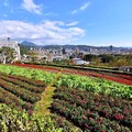 北投三層崎公園花海