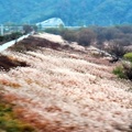 大邱野外一景