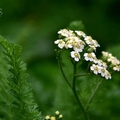 【雅聞魅力博覽館】洋蓍草