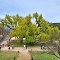 大邱道東書院400年銀杏樹