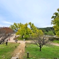 大邱道東書院400年銀杏樹