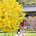 大邱道東書院400年銀杏