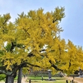 大邱道東書院400年銀杏