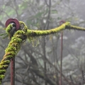 檜山巨木群步道