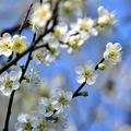 大溝溪生態治水園區梅花