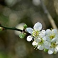 大溝溪生態治水園區梅花