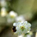 大溝溪生態治水園區梅花