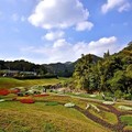 大溝溪生態治水園區花海