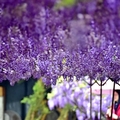 淡水紫藤咖啡園