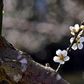 大湖公園梅花