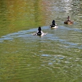 大湖公園水鴨