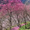 三峽大熊櫻花林:八重櫻