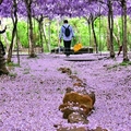 淡水紫藤咖啡園