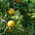 淺森林農場:柳橙