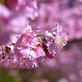 三峽大熊櫻花林:香水櫻