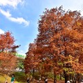 大湖公園落羽松