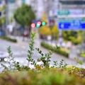 大邱市街景