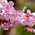 三峽大熊櫻花林:香水櫻