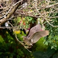 大安森林公園:黑冠麻鷺