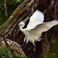 大安森林公園:小白鷺