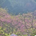 三峽大熊櫻花林