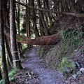 檜山巨木群步道