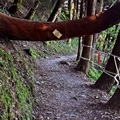 檜山巨木群步道