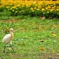 大安森林公園:黃頭鷺