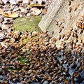 養蜂人家蜂采館