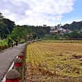 龍潭大平里稻田