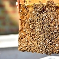 養蜂人家蜂采館:蜂巢