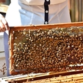養蜂人家蜂采館:蜂巢