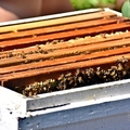 養蜂人家蜂采館:蜂箱