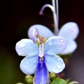 楊梅雅聞花園:藍蝶花