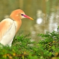 大安森林公園:黃頭鷺