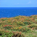 富貴角公園天人菊