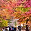 大邱伽倻山【海印寺】楓紅