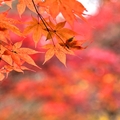 大邱伽倻山【海印寺】楓紅