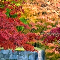 大邱伽倻山【海印寺】楓紅