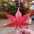 大邱伽倻山【海印寺】楓紅