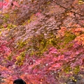 大邱伽倻山【海印寺】楓紅