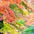 大邱伽倻山【海印寺】楓紅