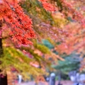 大邱伽倻山【海印寺】楓紅