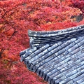 大邱伽倻山【海印寺】楓紅