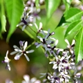 三層崎公園:苦楝花