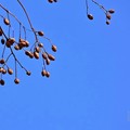 三層崎公園:苦楝花果子