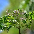 三層崎公園:苦楝花