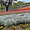 三層崎公園花海