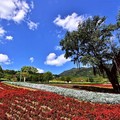 三層崎公園花海